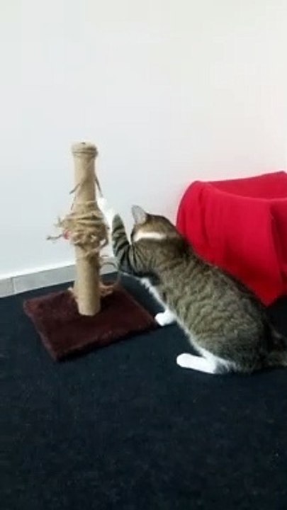 A Cute Little Tabby Cat (12)