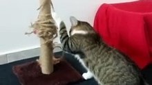 A Cute Little Tabby Cat (12)