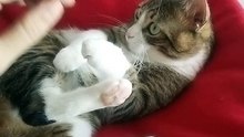 A Cute Little Tabby Cat (33)