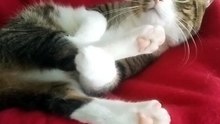 A Cute Little Tabby Cat (31)
