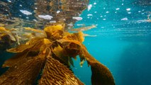 Bosques de algas submarinos en Chile ayudan a combatir el calentamiento global