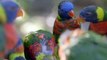 Must See! Lorikeets Are Having a Field Day Feeding on Nectar