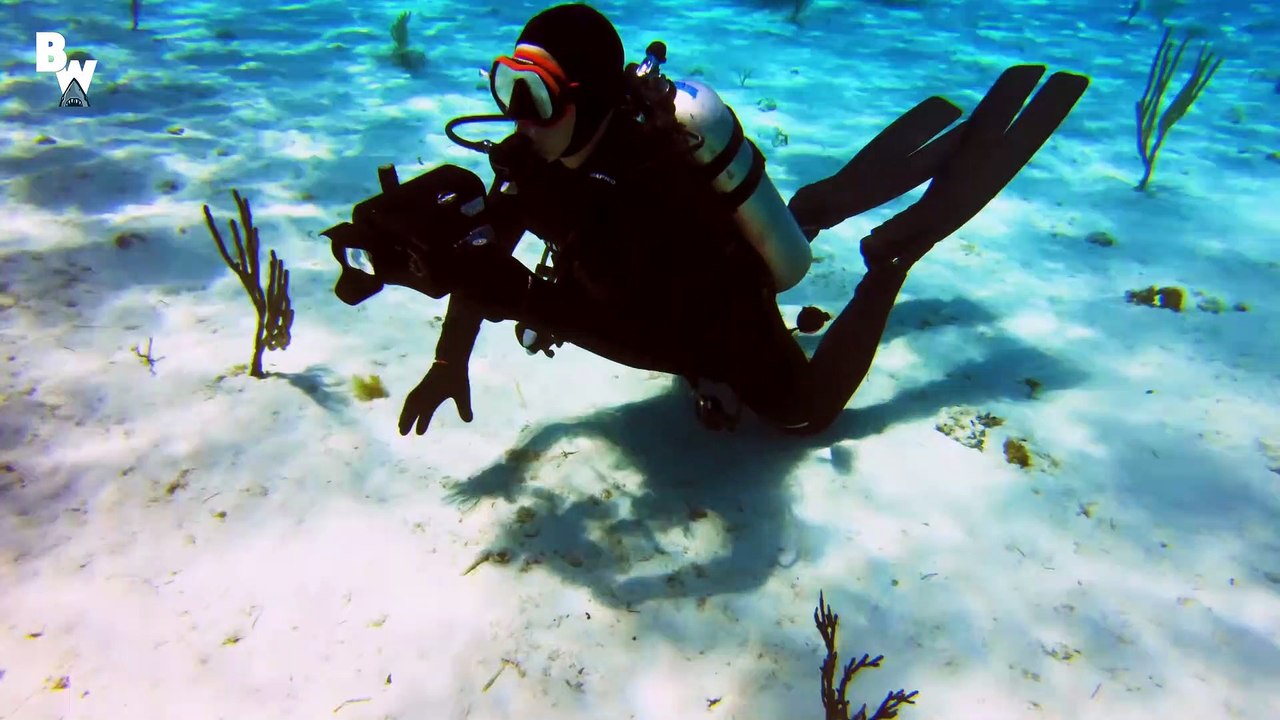 Tiger Shark FACE-OFF!