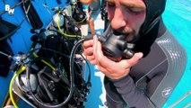 MASSIVE Hammerhead Shark Filmed in Bahamas!