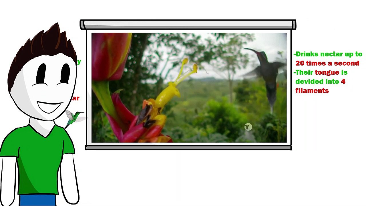The Energy Master - The Hummingbird