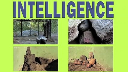 The most Fearless animal - Honey Badger