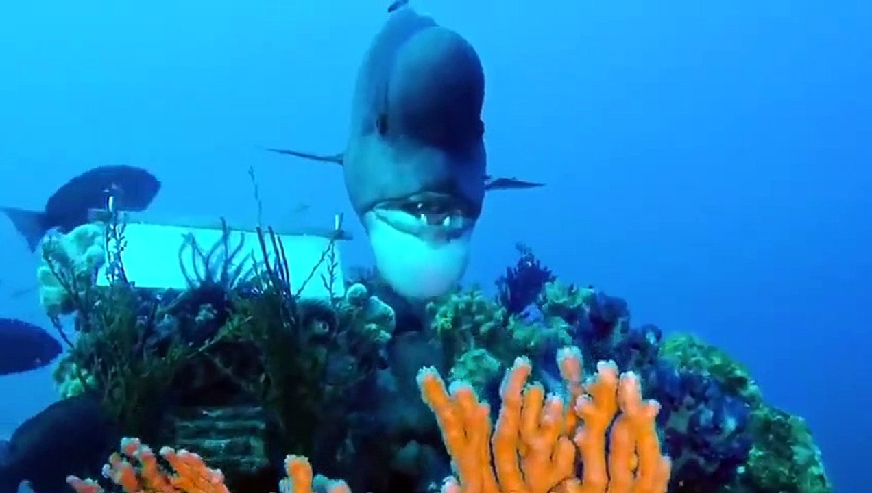 Tiere Treffen Ihre Besitzer Nach Jahren Wieder!