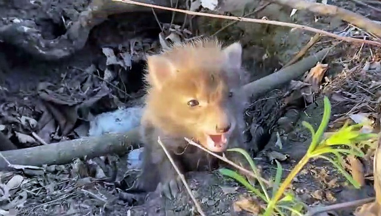 Tiere, Die Menschen Um Hilfe BATEN!