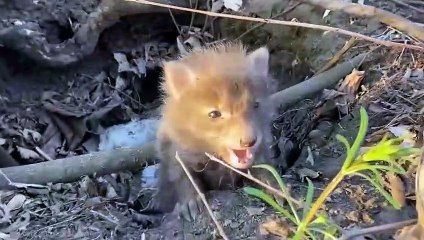 Tiere, Die Menschen Um Hilfe BATEN!