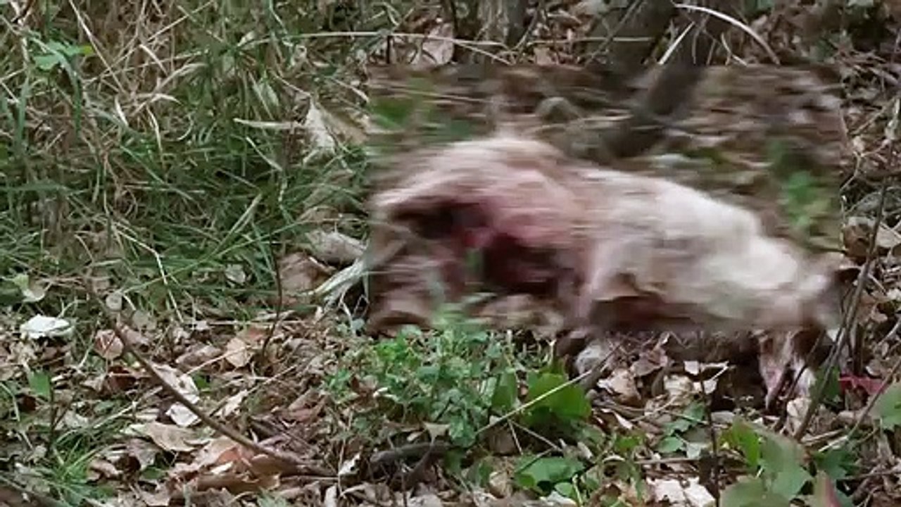 13 Eerie (2013) Film Explained Hindi Urdu