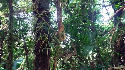 "غابة الغيوم" في كوستاريكا لم تعد اسماً على مسمى