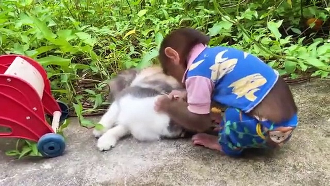 baby_monkey_Bu_Bu_and_kitten_go_to_harvest_fruit(360p)