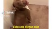 Perro estricto: Solo recibe órdenes en español