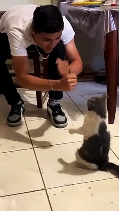 Boyfriend vs Kitten Boxing Match