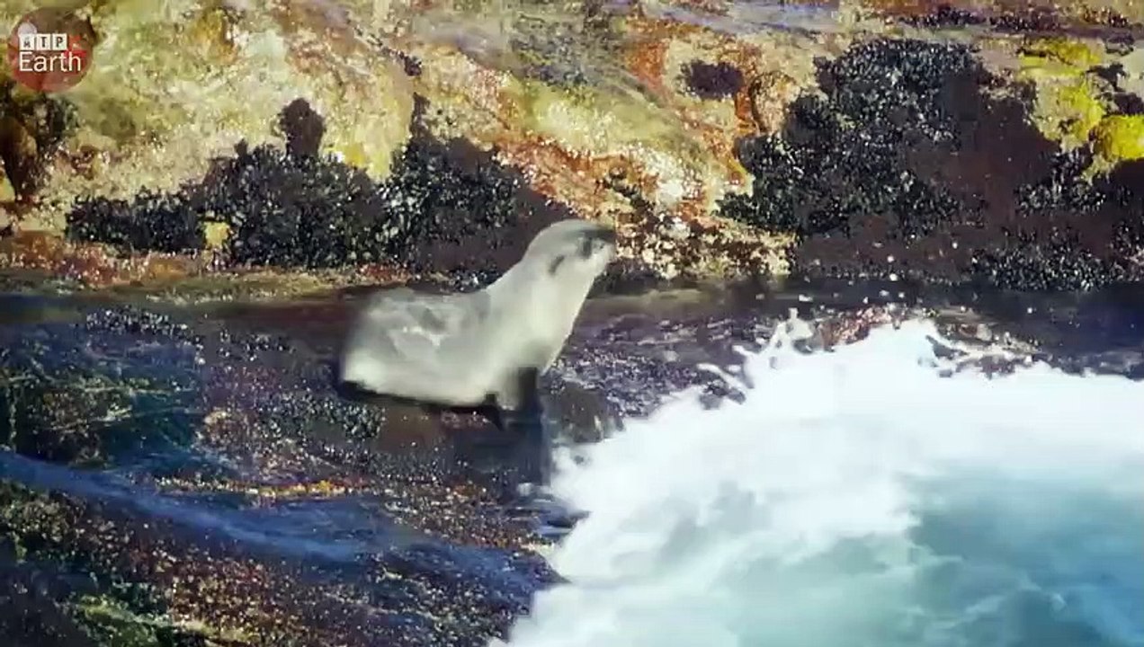 Seal Trying Escape from Shark