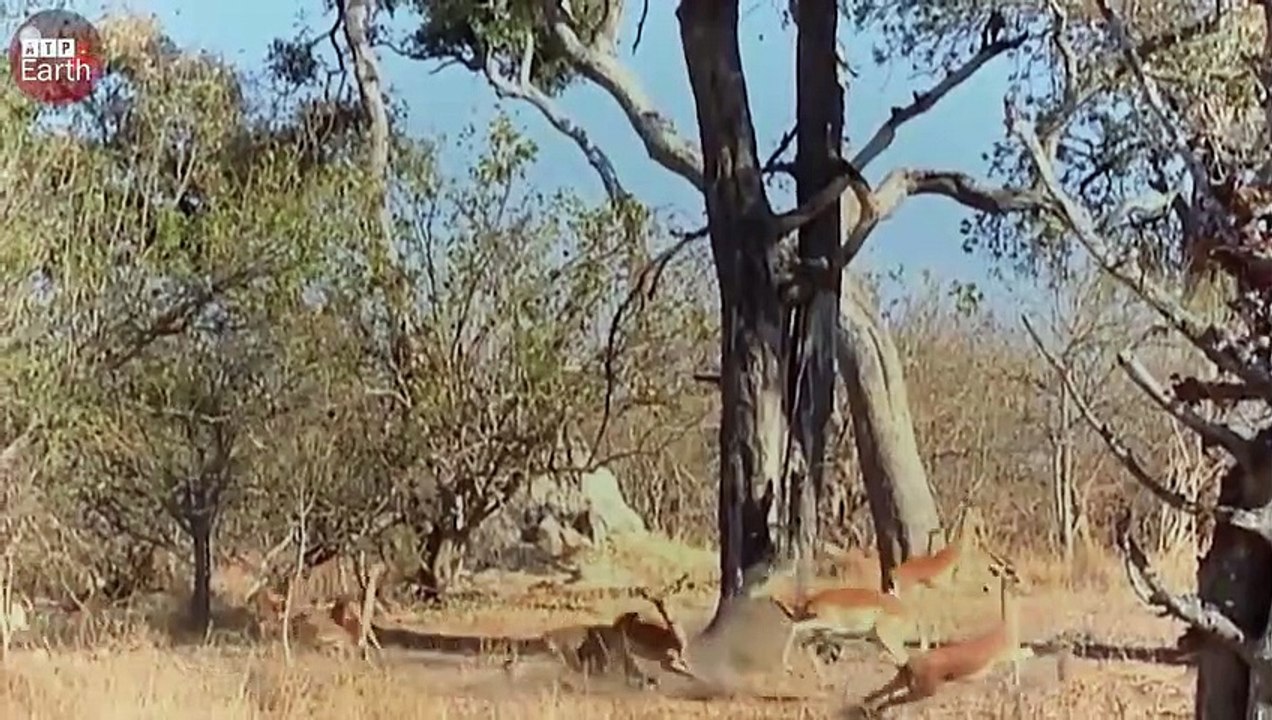 Impossible! Leopard Attack Impala from the Tree