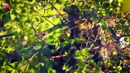Mother Bird Attack Hungry Leopard Trying Catch Baby Bird
