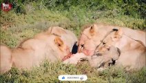 Impossible! Warthog Trying to Escape from Lions