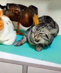 cat fighting with duck