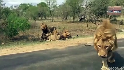 الأسود البريه تفترس جاموس وحشي دون رحمه