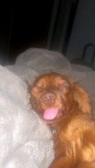 Dog Sleeps With One Eye Open