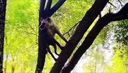 رهيب! صعد هذا الأسد الشجرة لكن ما كان ينتظره يحبس الأنفاس.. شئ لا يصدق!