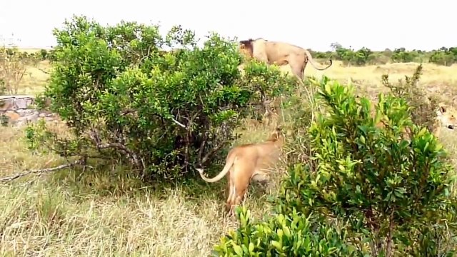 صراع الاسود وبعضها على حكم الأرض والعشيره البقاء للأقوى لا ينصح بمشاهده أصحاب القلوب الضعيفه