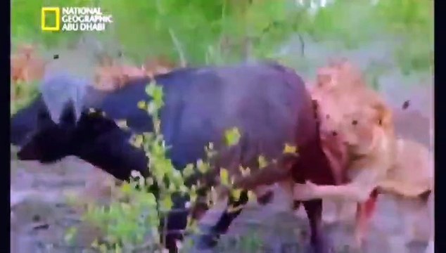 جمال الطبيعه في قوتها حياه الأسود في البريه ناشونال جيوغرافيك ابو ظبي