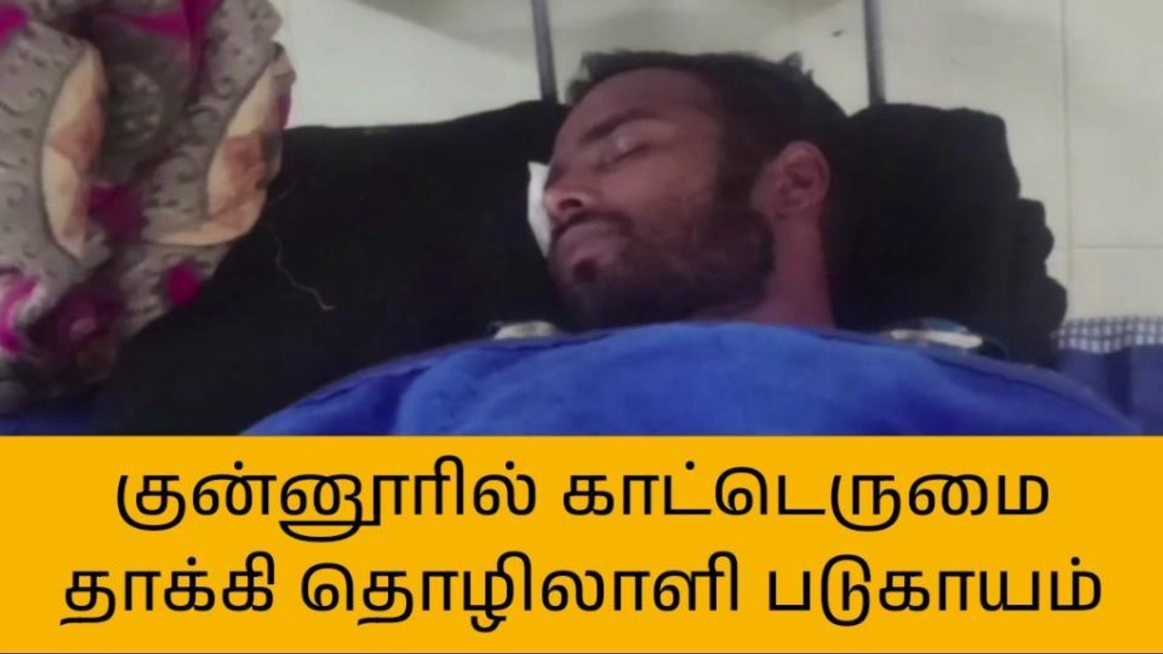 குன்னூர்: காட்டெருமை தாக்கி தொழிலாளி படுகாயம்!