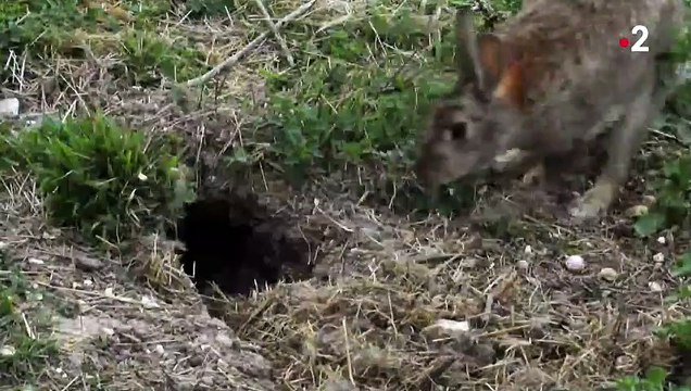 Lapins & lapereaux - ZAPPING SAUVAGE