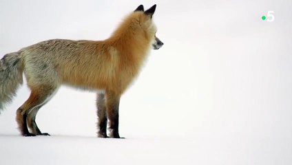 Renard VS campagnol (très beau) - ZAPPING SAUVAGE