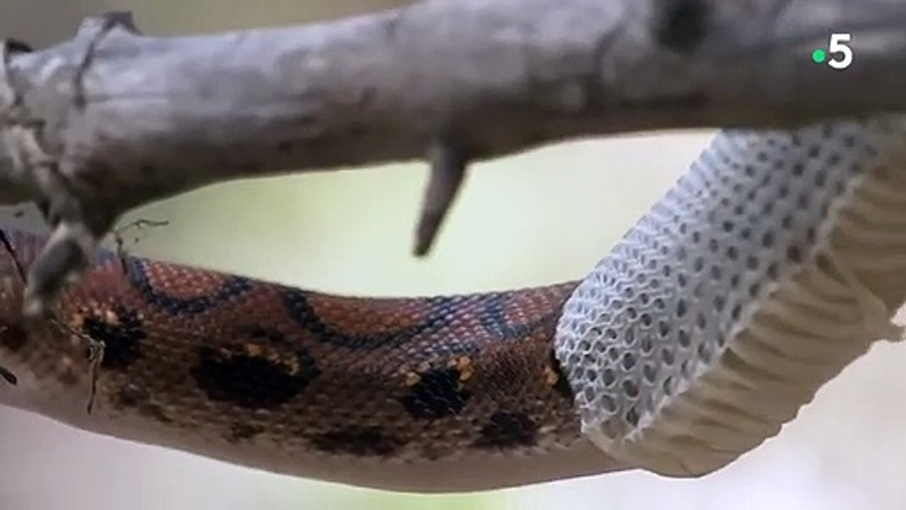Fascinant  un serpent mue en direct - ZAPPING SAUVAGE