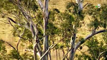 Dingos VS émeu - ZAPPING SAUVAGE