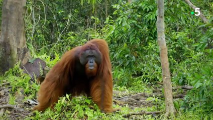 L'orang-outan, notre cousin si proche - ZAPPING SAUVAGE