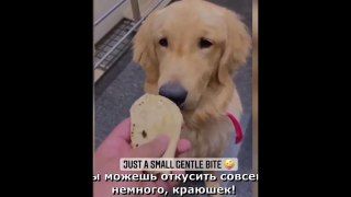 New Funny Videos 2023  Cutest Cats and Dogs  Part 138