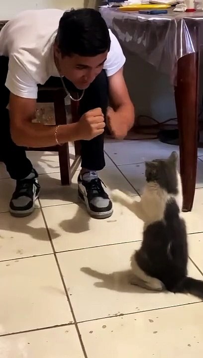 Boyfriend vs Kitten Boxing Match