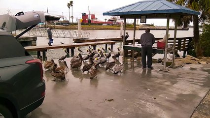 Fisherman Feeds Pod of Hungry Pelicans