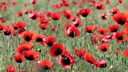 Oltu'da Gelincikler İkinci Kez Açtı