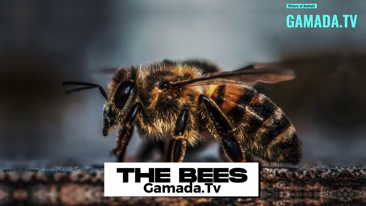 Bees: A History of Millions of Years - video Dailymotion