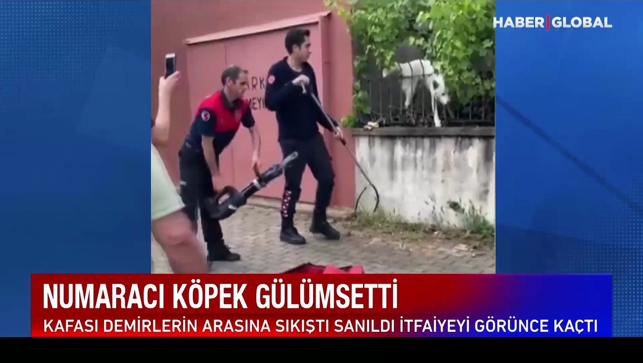 Aydın'da numaracı köpek, sosyal medyada ilgi odağı oldu