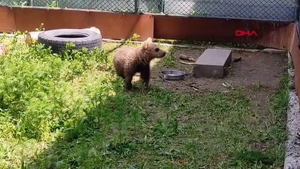 745 animaux sauvages blessés ont été soignés et relâchés dans la nature à l'Université de Kafkas