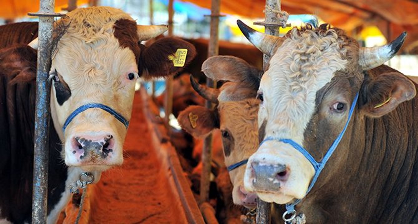 Büyükbaş kurbanlık 84 bin TL’den başlıyor