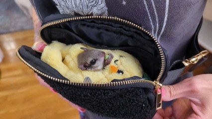 Un écureuil volant mangeant un pois dans un ananas dans un sac à main