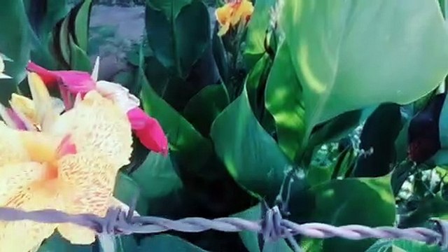 Zambak çiçeği açmış lily flower