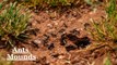 Ants Mounds I Ants Hills I Ants Nests