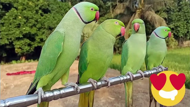 Best talking parrot in the world! A Cute Funny Parrots Talking Videos Compilation