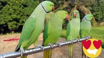 Best talking parrot in the world! A Cute Funny Parrots Talking Videos Compilation