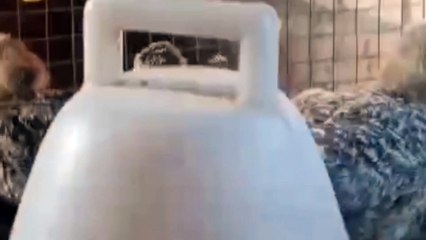 pheSant chicks  how beautiful they are