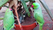 A Cute Funny Parrots Talking Videos Compilation Best Talking parrot