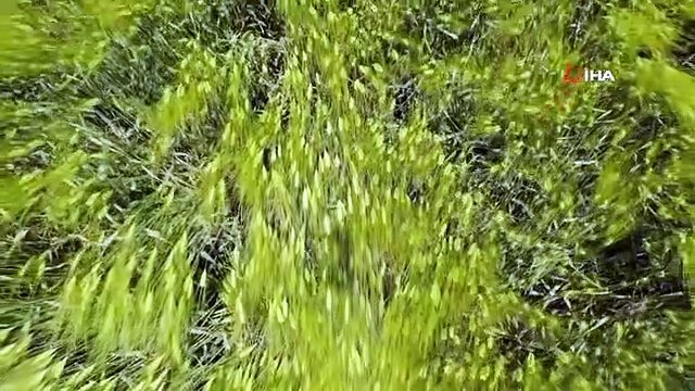 Konya Ovası'nda Hasat Sezonu Öncesi Rekolte Beklentisi Arttı